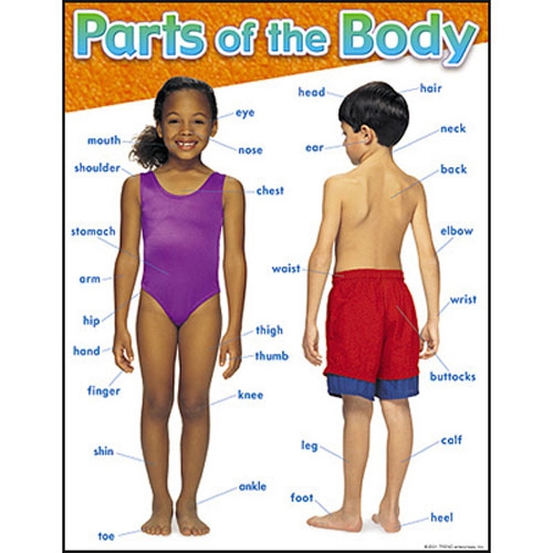 parts-of-the-body-chart-n27404_xl.jpg