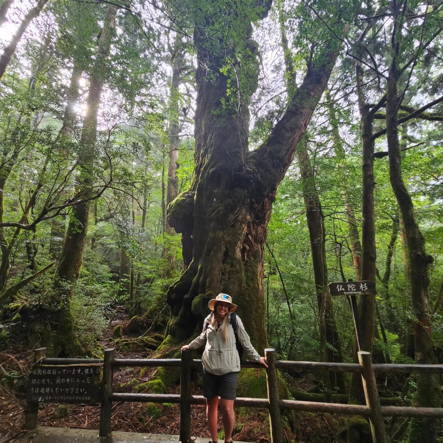 Tree-1.jpg