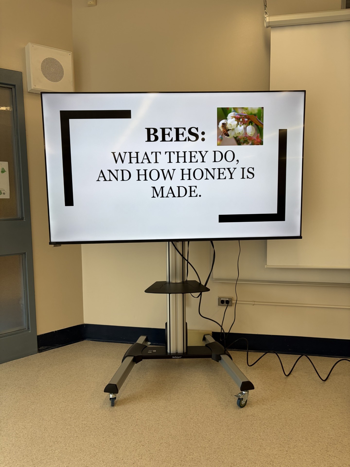 bees-1.f6fcfc37613.jpg