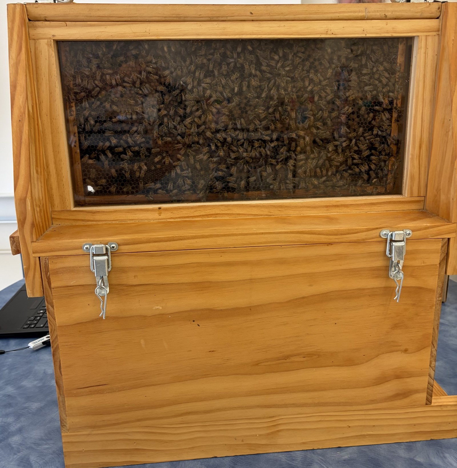 bees.6167e237612.jpg